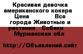 Красивая девочка американского кокера › Цена ­ 35 000 - Все города Животные и растения » Собаки   . Мурманская обл.